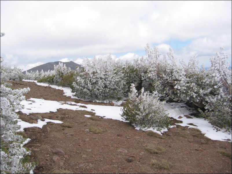 2005-06-18 Relay Peak (13) Snow the previous night cause icy formation on bushes